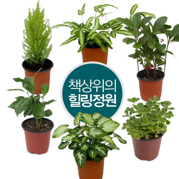 공기정화식물 30여종